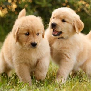 Golder Retrievers