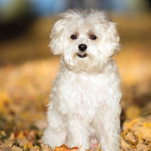 Maltese-Dog