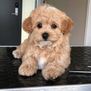 Maltipoo-puppy-for-sale