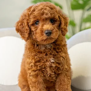 Poodles