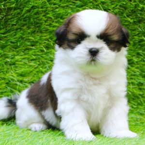 Shih Tzu Puppies
