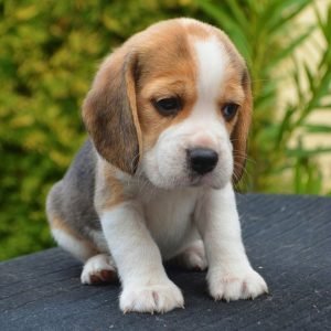 beagle