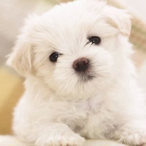 dog_puppy_white_11435_1600x900
