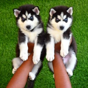 doggywala-husky-puppy7
