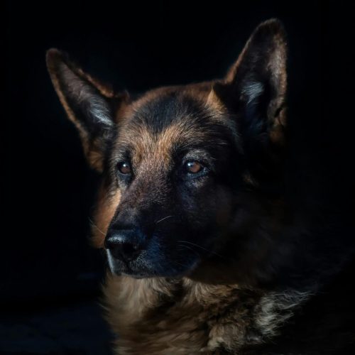 german