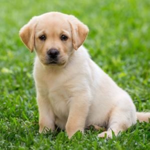 labrador