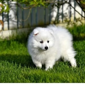 spitz puppy